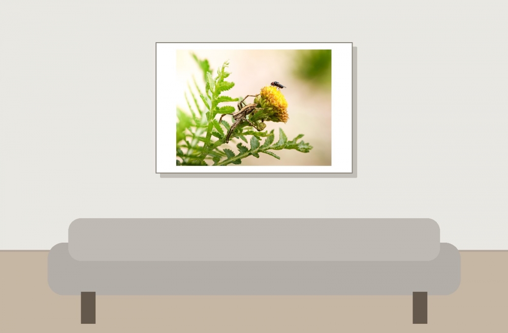 Pisaura Mirabilis & Chloropidae Indet — Les Planches-en-Montagne — 60 × 40 cm