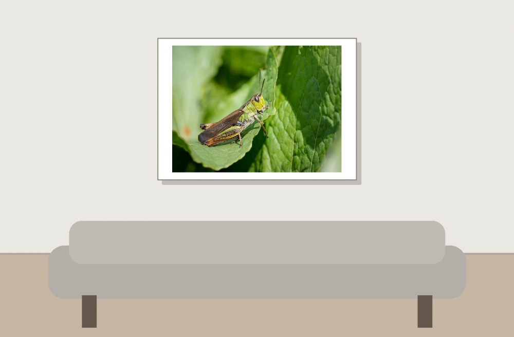 Stauroderus Scalaris — 20250811 — 70 × 50 cm