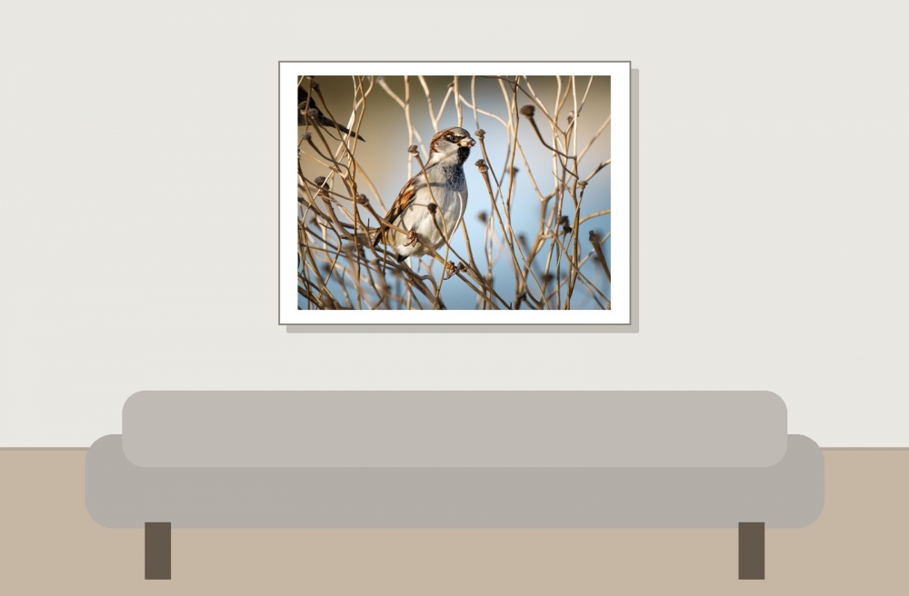 House Sparrow in 20251204 — 40 × 30 cm