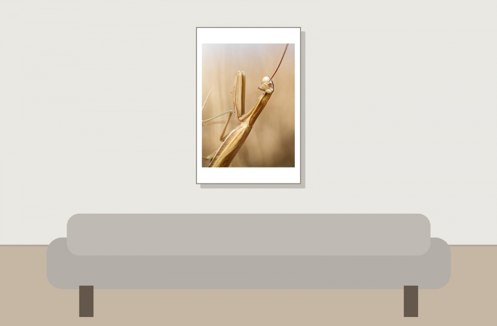 European Praying Mantis in Venoy — 40 × 60 cm