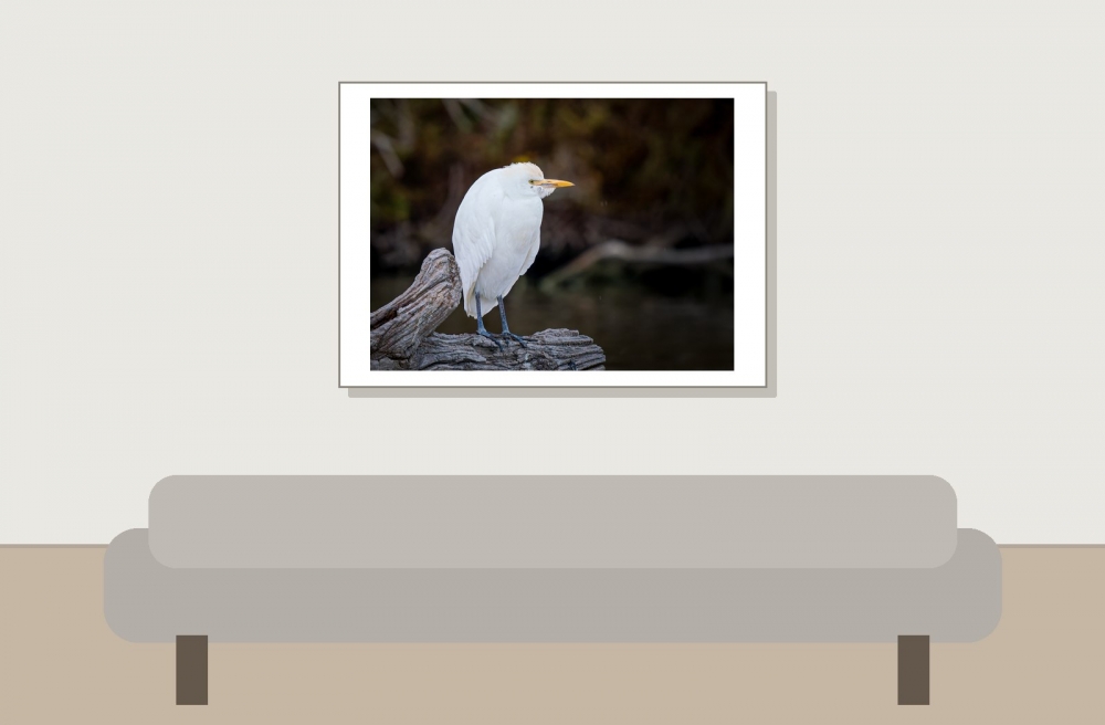 Ardea Ibis — 20251201 — 70 × 50 cm