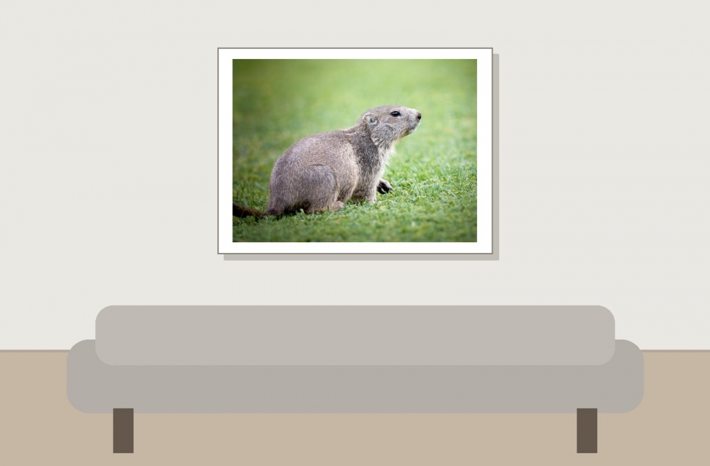 Marmota Marmota — 20250811 — 40 × 30 cm