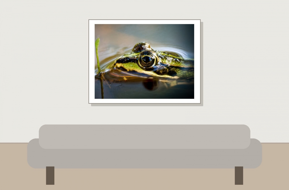 Water Frog in Mézières-en-Brenne — 40 × 30 cm