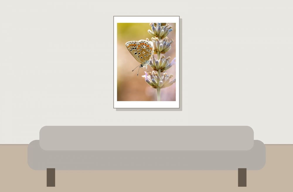 Common Blue Butterfly in Venoy — 50 × 70 cm