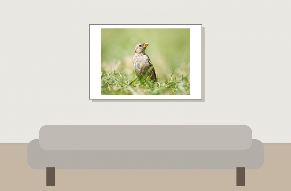 House Sparrow in 20250812 — 60 × 40 cm