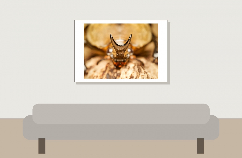 Megasoma Anubis — 20251026 — 60 × 40 cm