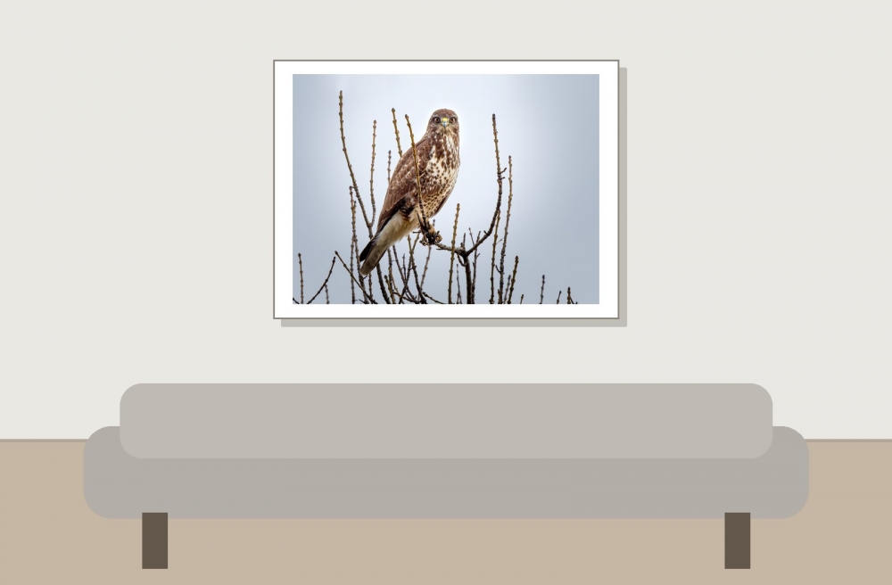 Common Buzzard in 20251204 — 40 × 30 cm