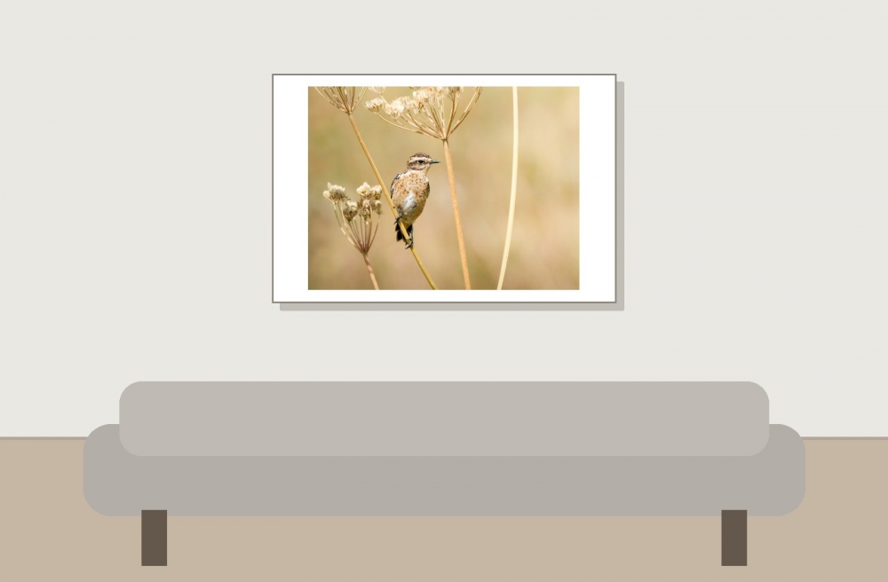 Saxicola Rubetra — Tignes — 60 × 40 cm