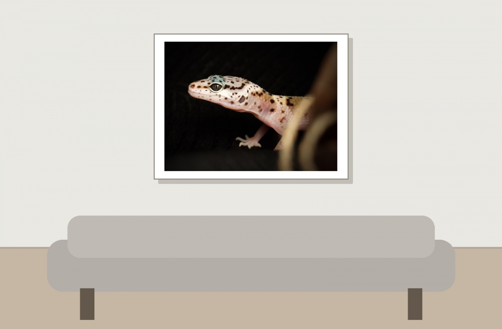 Eublepharis Macularius — 20251114-2025-11-15 — 40 × 30 cm