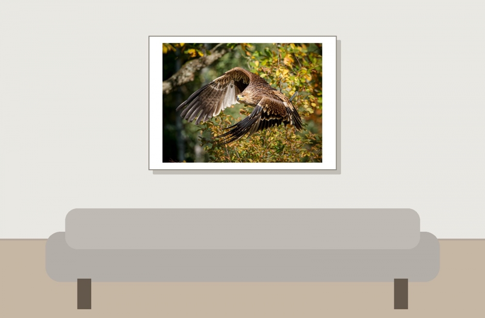 Aquila Chrysaetos — 20251014 — 70 × 50 cm