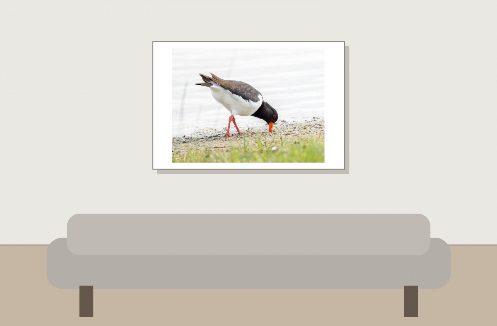 Haematopus Ostralegus — 20250518 — 60 × 40 cm
