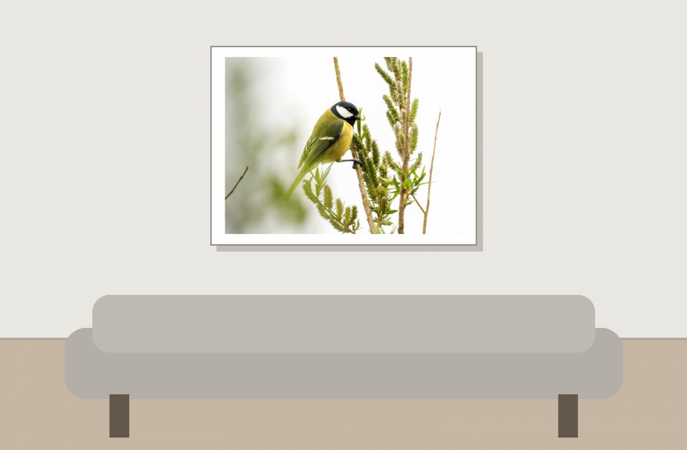 Parus Major — Congis-sur-Thérouanne 