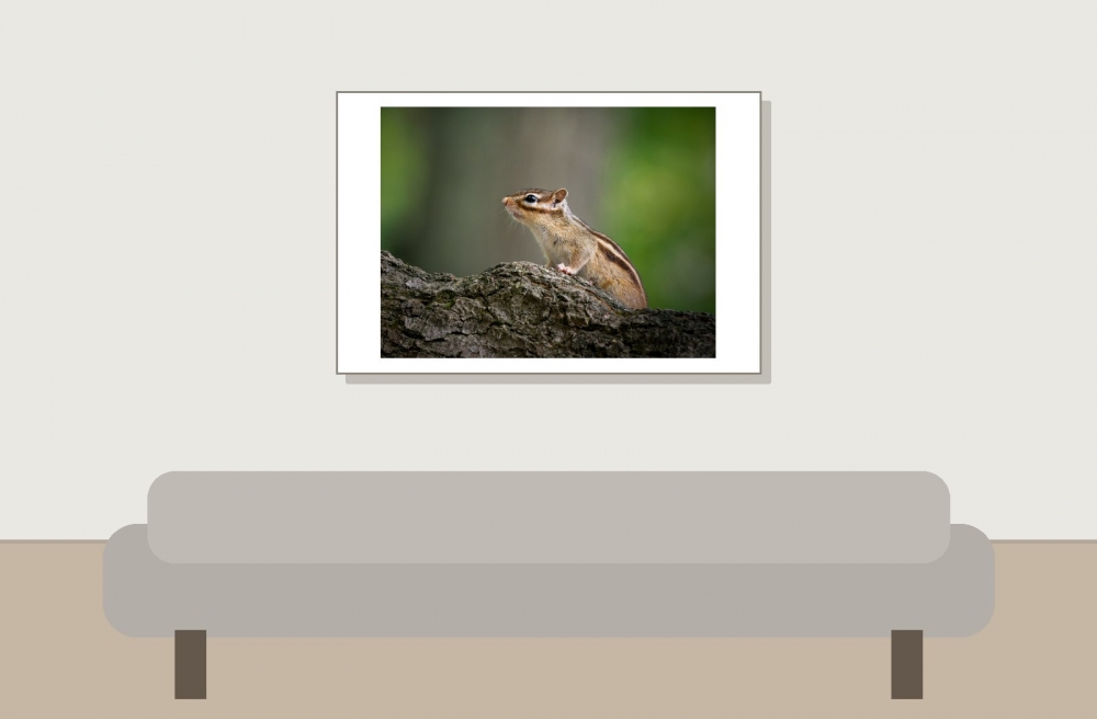 Eutamias Sibiricus — Buc — 60 × 40 cm