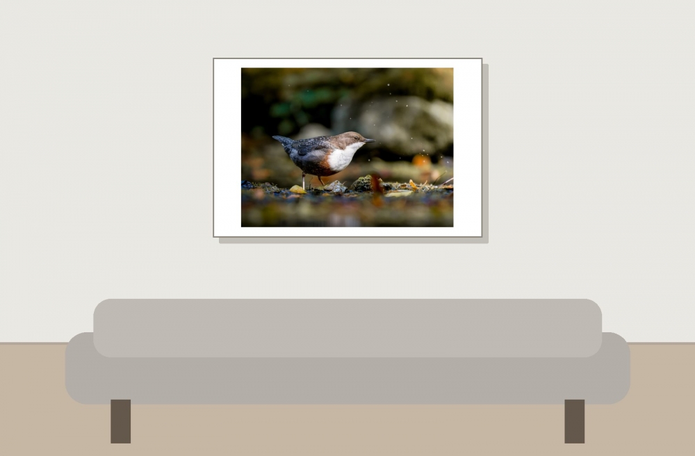 White-throated Dipper in Menétrux-en-Joux — 60 × 40 cm