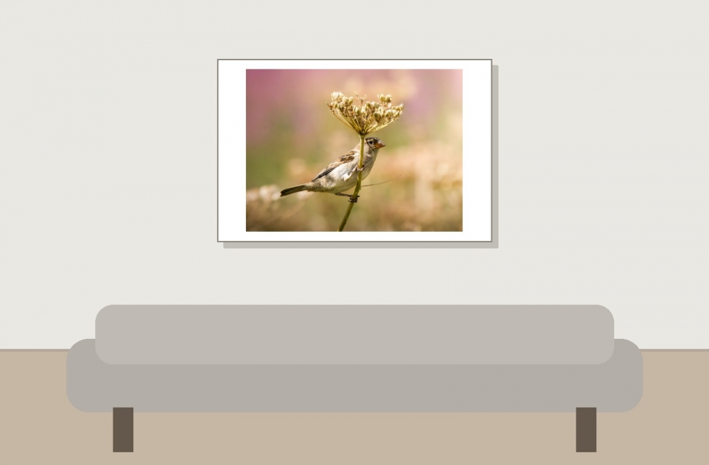 House Sparrow in Tignes — 60 × 40 cm
