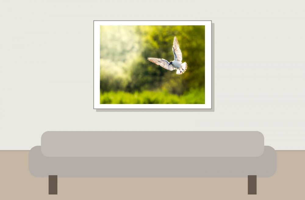 Chroicocephalus Ridibundus — Mézières-en-Brenne — 40 × 30 cm