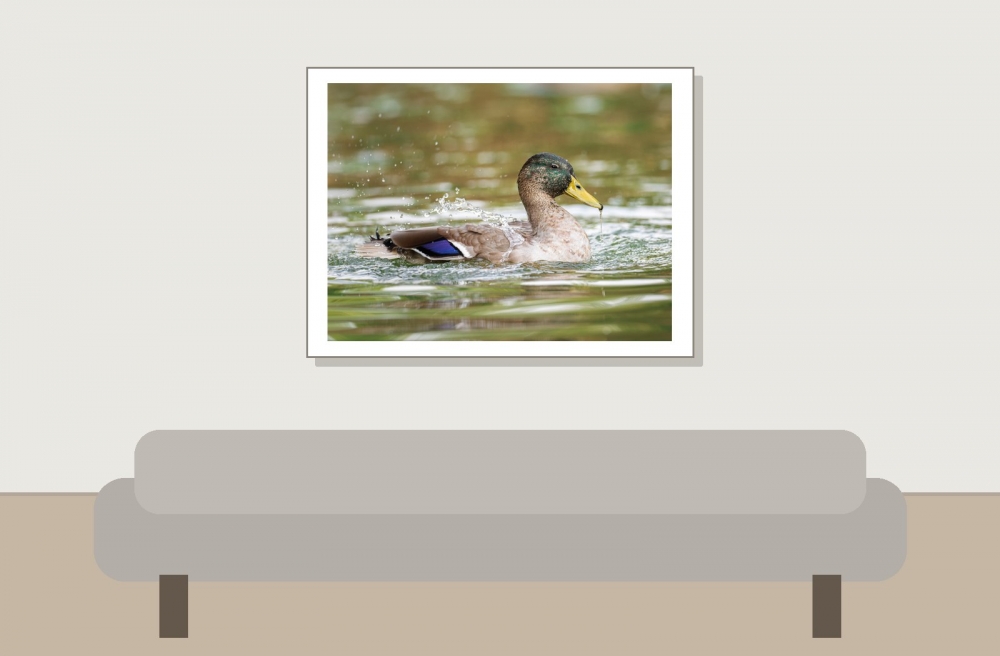 Anas Platyrhynchos — Bois de Boulognes — 40 × 30 cm