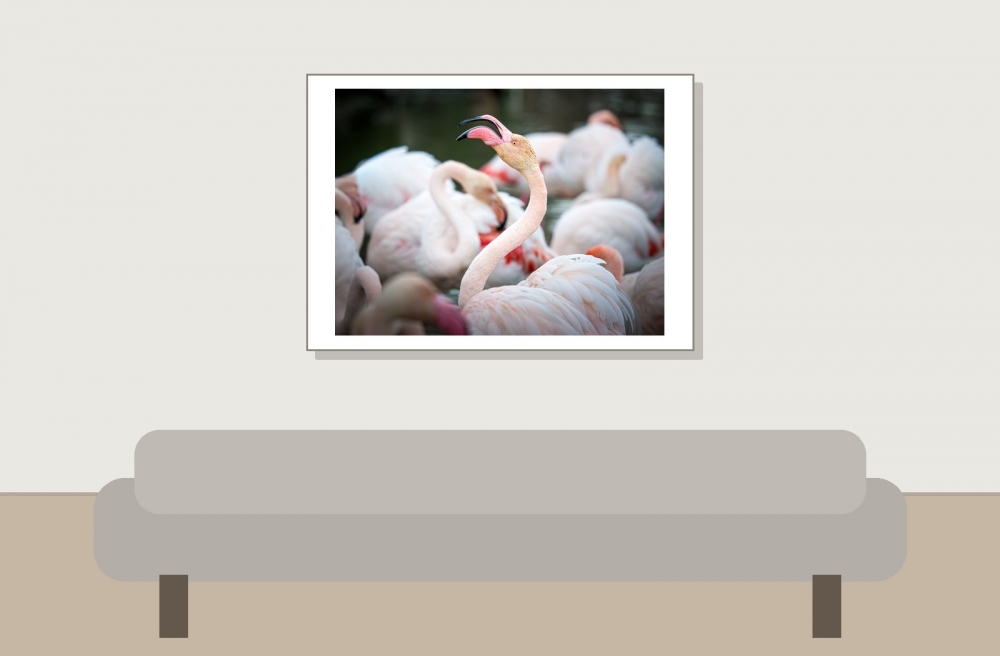 Phoenicopterus Roseus — 20251201 — 70 × 50 cm