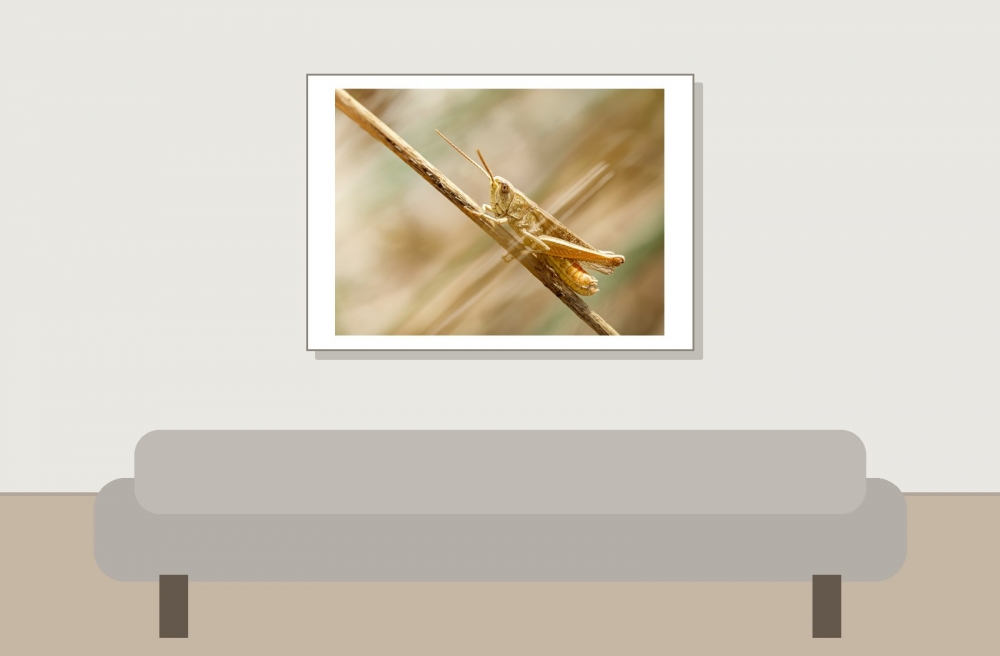 Chorthippus Dorsatus — Venoy — 70 × 50 cm