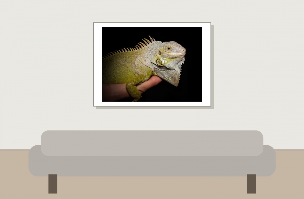 Iguana Iguana — 20251115-2025-11-15 — 70 × 50 cm