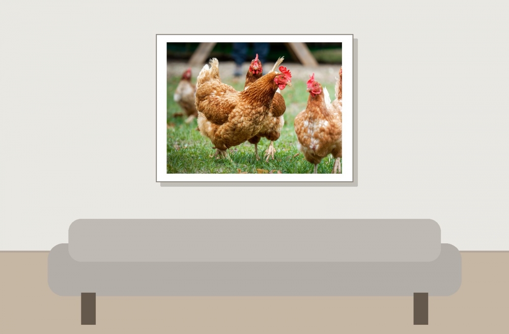 Gallus Gallus F. Domesticus — Les Planches-en-Montagne — 40 × 30 cm