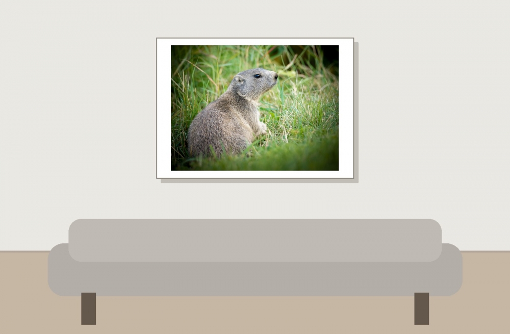 Marmota Marmota — 20250811 — 70 × 50 cm