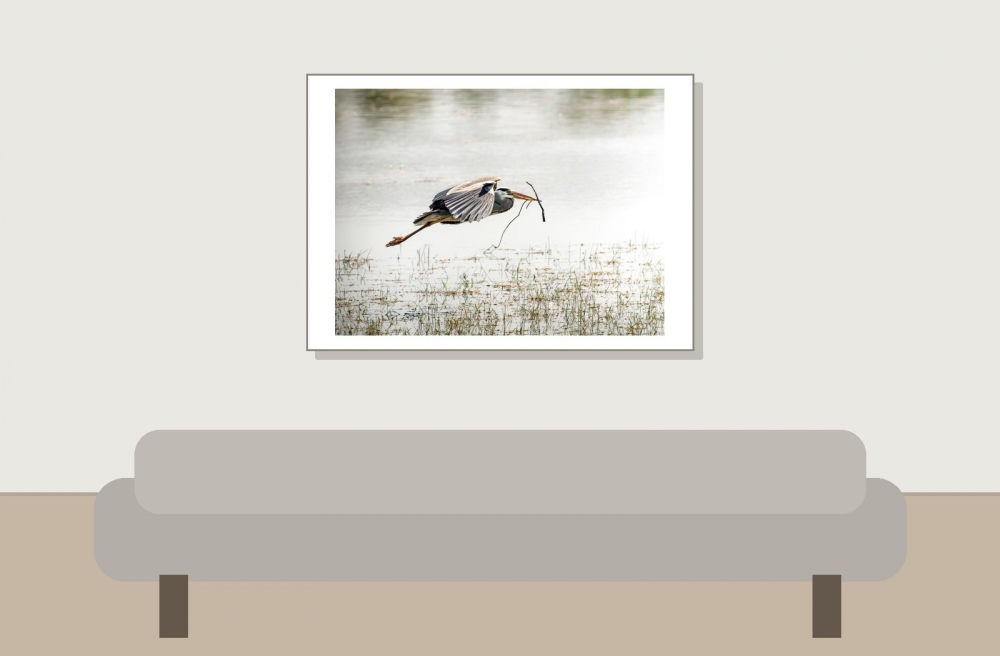 Grey Heron in Rosnay — 70 × 50 cm