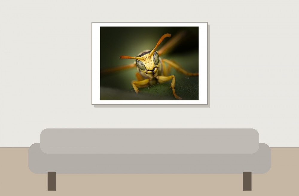 Polistes Dominula — 20250722 — 70 × 50 cm