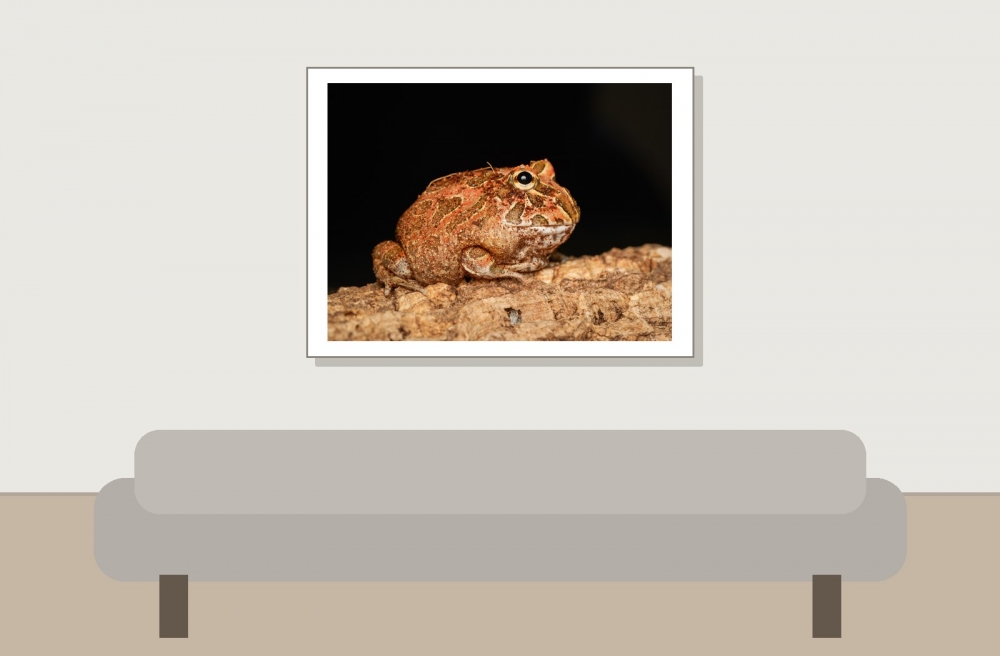 Ceratophrys Cranwelli — 20251115-2025-11-15 — 40 × 30 cm