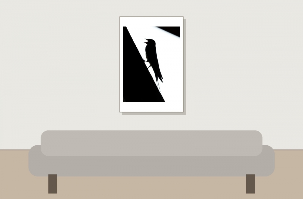 Hirundo Rustica — Rosnay — 40 × 60 cm