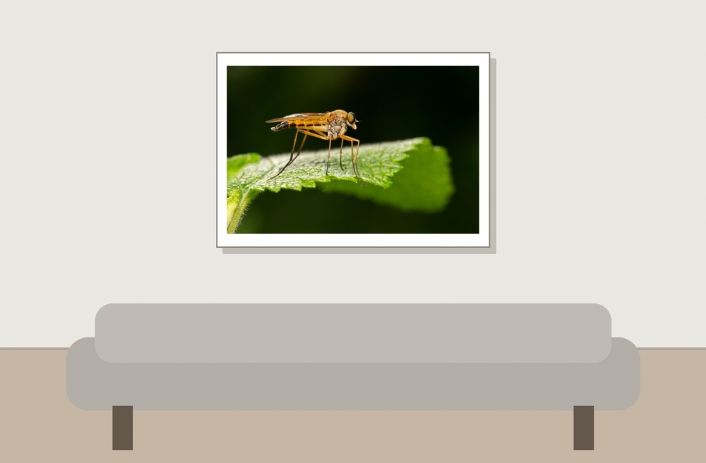 Rhagio Tringarius — 20250519 — 70 × 50 cm