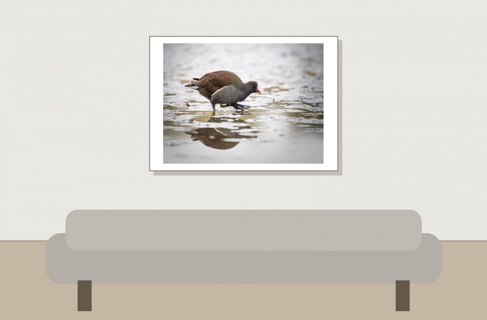 Gallinula Chloropus — 20251201 — 70 × 50 cm