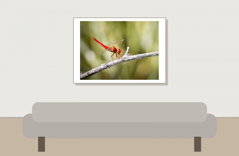 Crocothemis Erythraea — Saint-Michel-en-Brenne — 70 × 50 cm