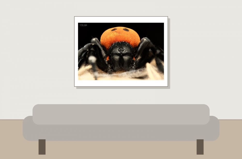 20250124,25 Bigboule Eresus Walckenaeri — 40 × 30 cm