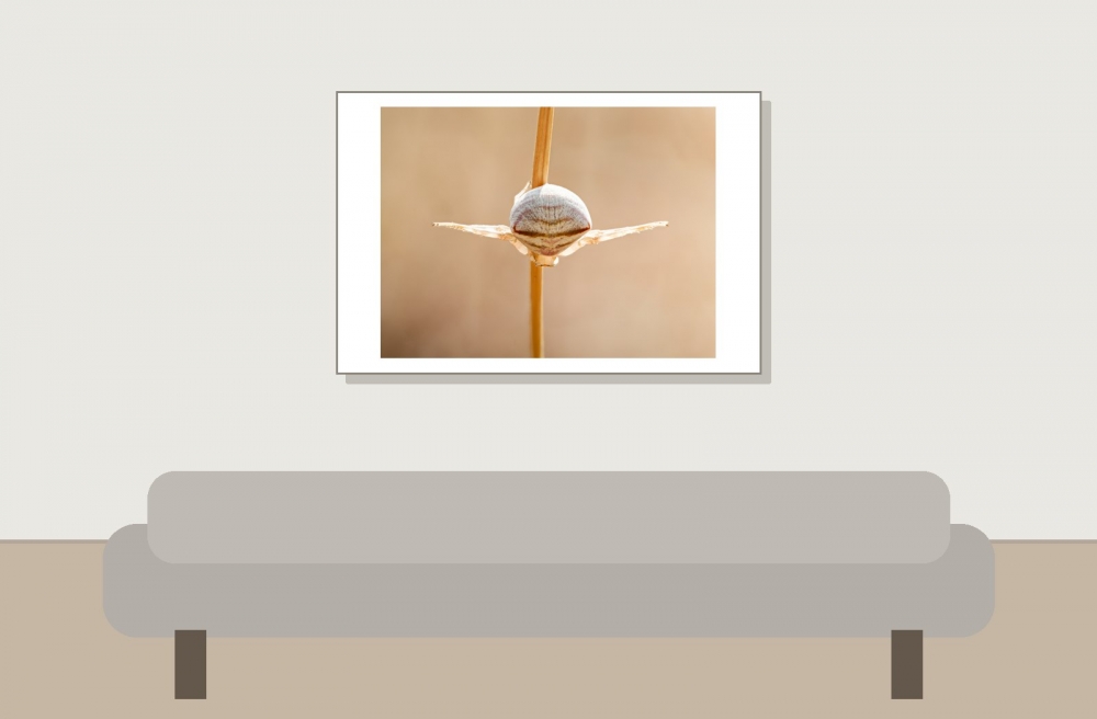 Araneae Indet. — Venoy — 60 × 40 cm