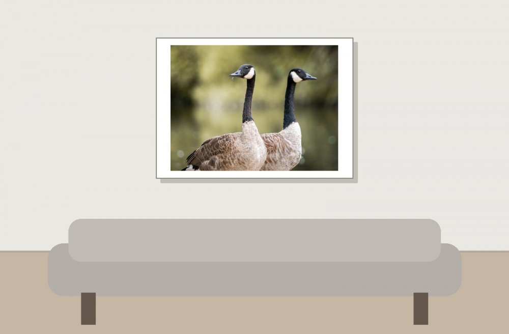 Branta Canadensis — Bois de Boulognes — 70 × 50 cm