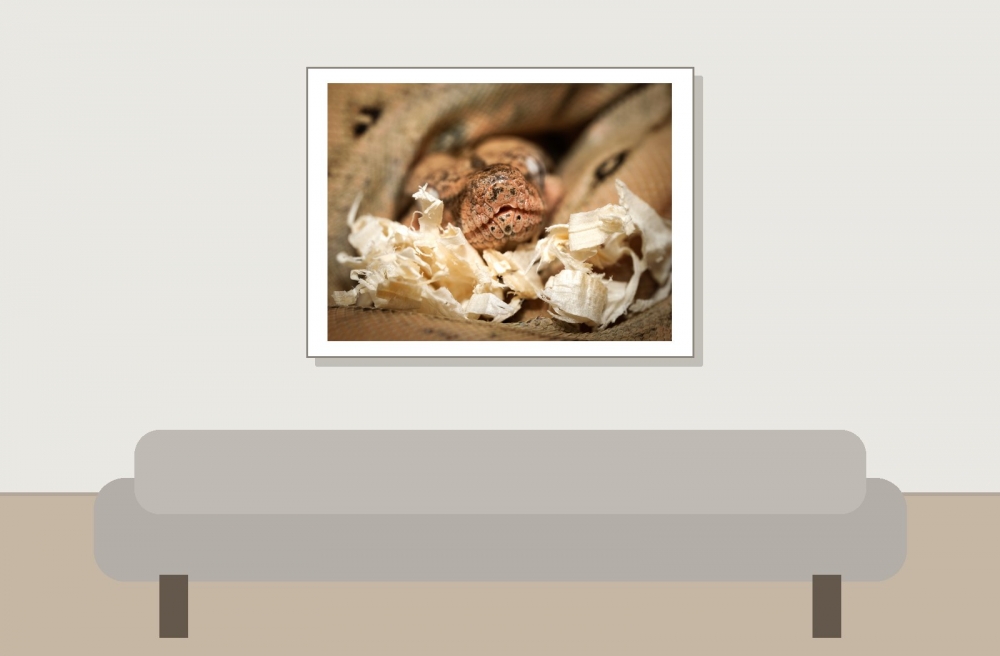 Boa Imperator — 20251115-2025-11-15 — 40 × 30 cm