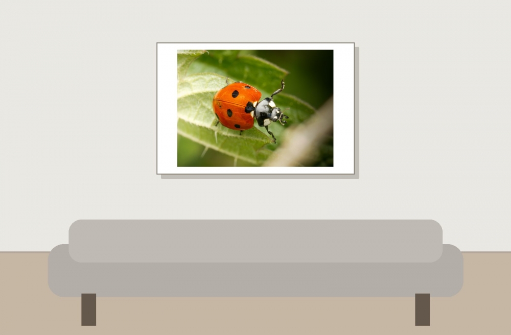 Seven-spot Ladybird in Joigny 