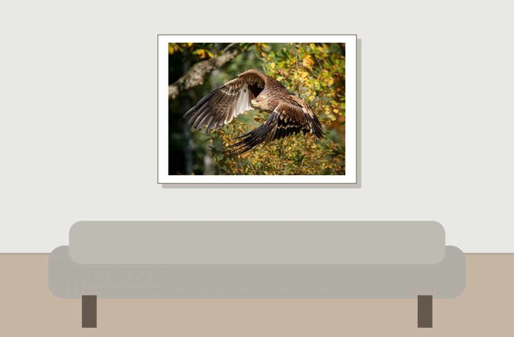 Aquila Chrysaetos — 20251014 — 40 × 30 cm