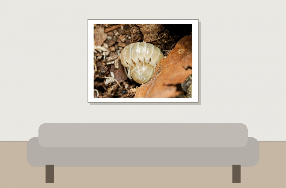 Armadillidium Vulgare T Albinos — 40 × 30 cm