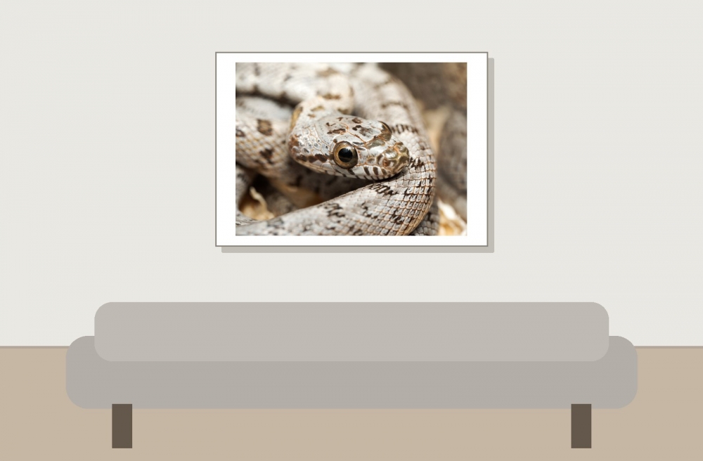 Pantherophis Bairdi — 20251115-2025-11-15 — 70 × 50 cm
