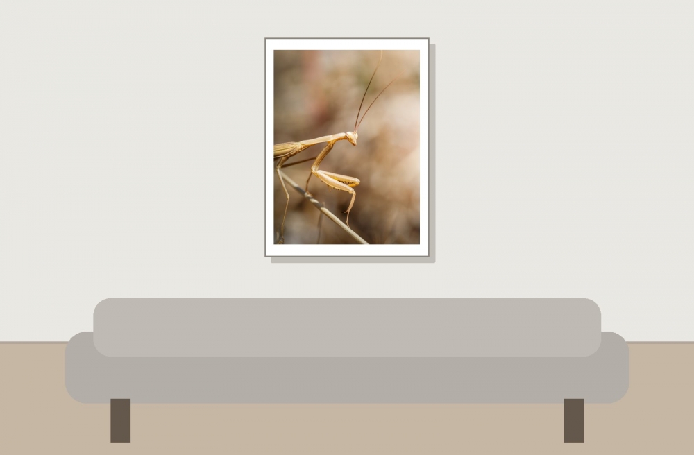 European Praying Mantis in Cheny — 30 × 40 cm