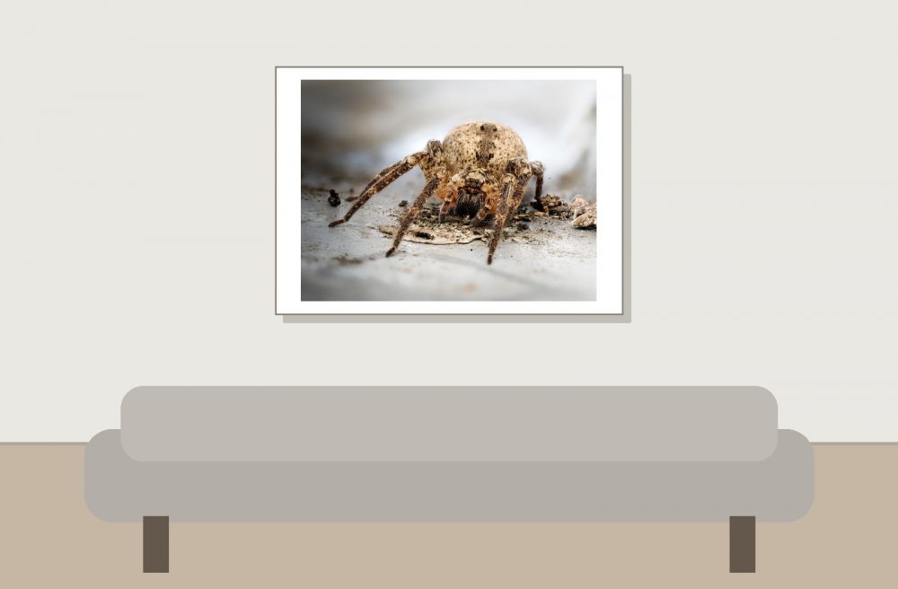 Zoropsis Spinimana — Joigny