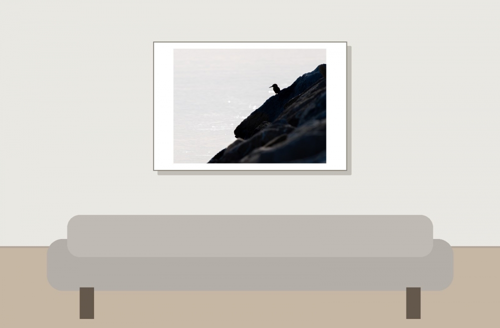 Alcedo Atthis — 20251204 — 60 × 40 cm