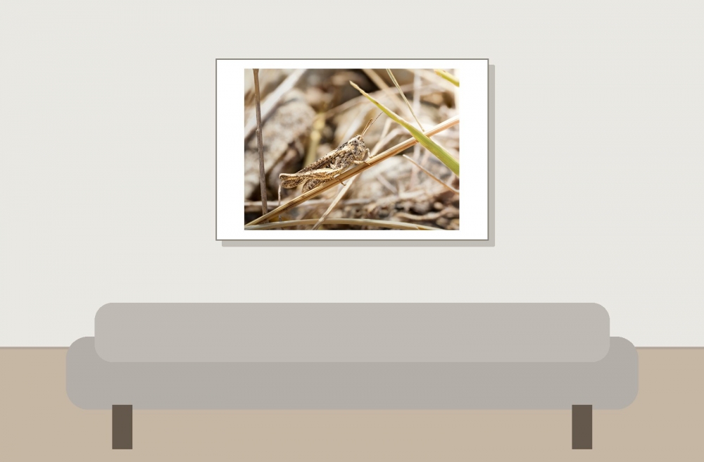Chorthippus Biguttulus Group — Venoy — 60 × 40 cm