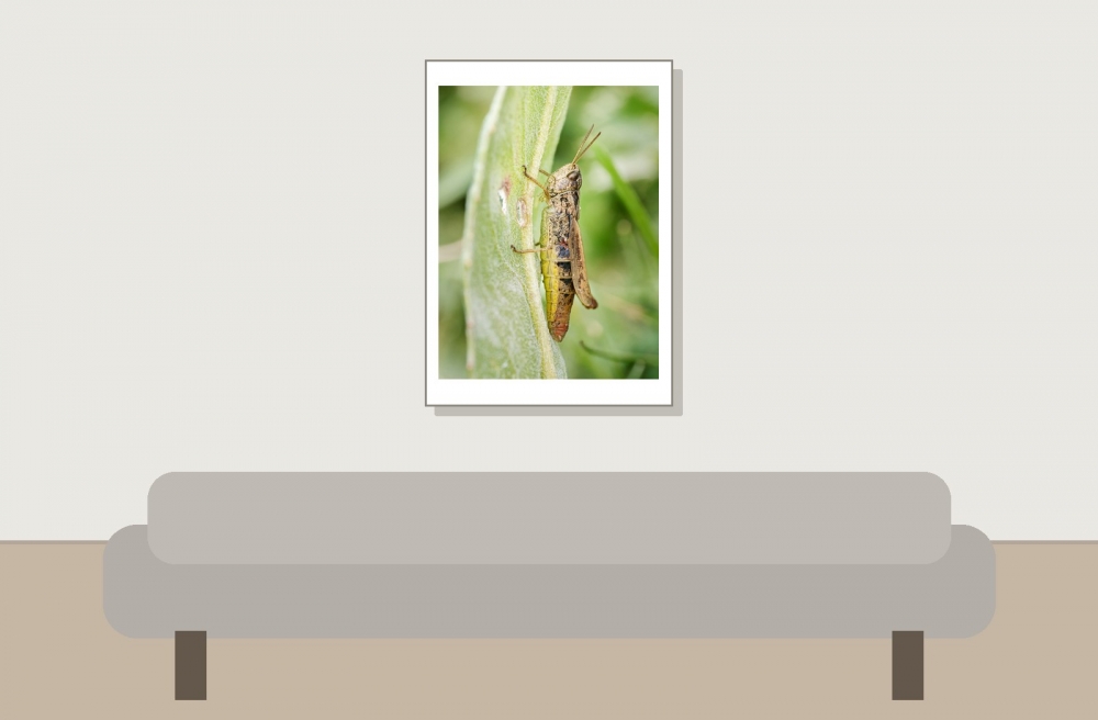 Chorthippus Apricarius — 20250812 — 50 × 70 cm