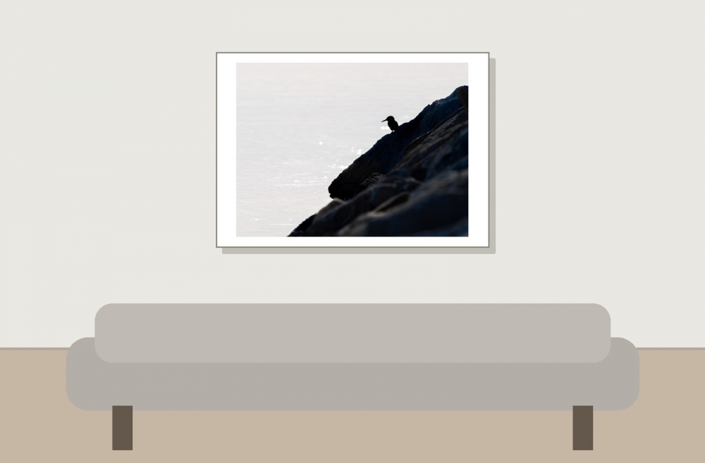 Alcedo Atthis — 20251204 — 70 × 50 cm