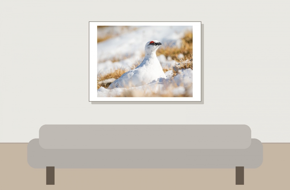 Lagopus Muta 148 — Saint-Agnan-en-Vercors — 70 × 50 cm