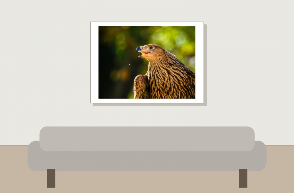 Aquila Chrysaetos — 20251014 — 70 × 50 cm