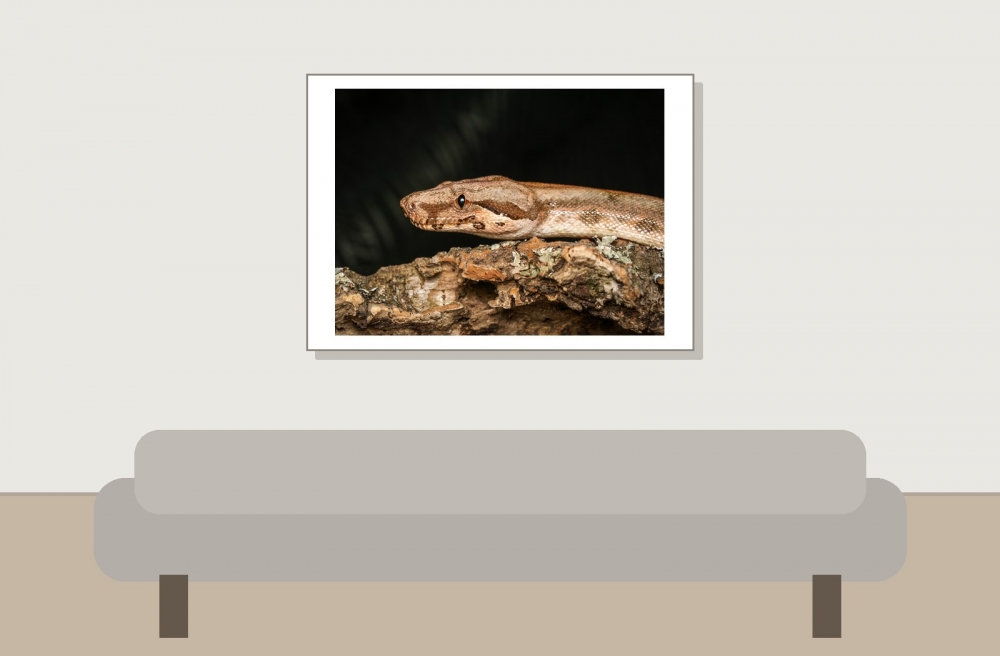 Boa Constrictor — 20251115-2025-11-15 — 70 × 50 cm